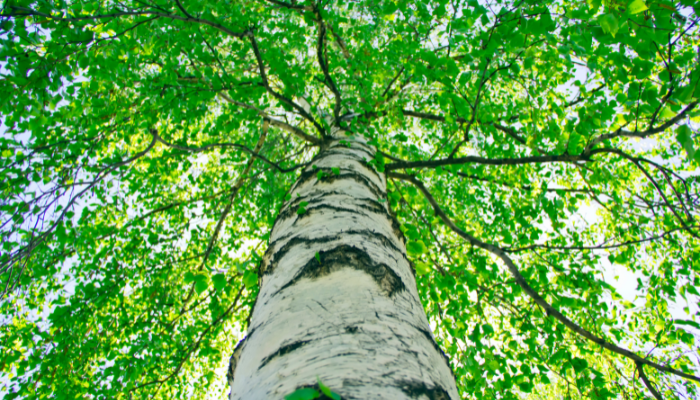 When to Plant a River Birch Tree