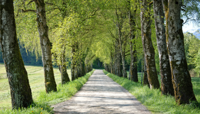 When to Plant a River Birch Tree