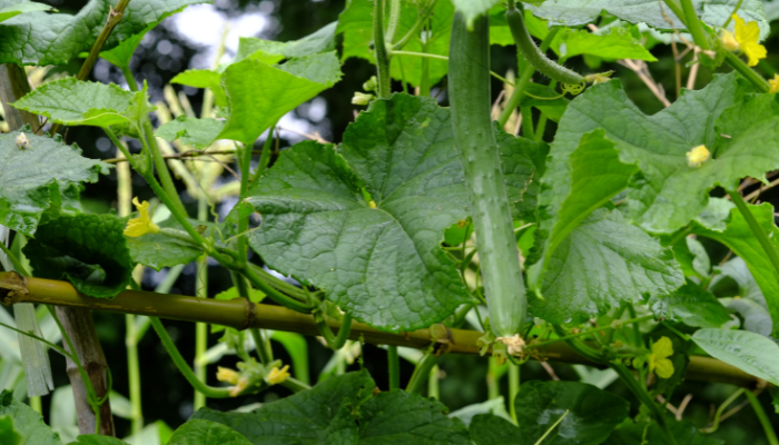 Cucumber Spacing