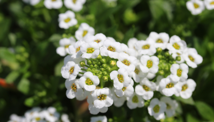 Fastest Growing Flowers That Bloom