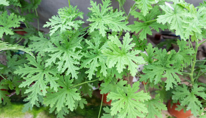 Citronella Plants