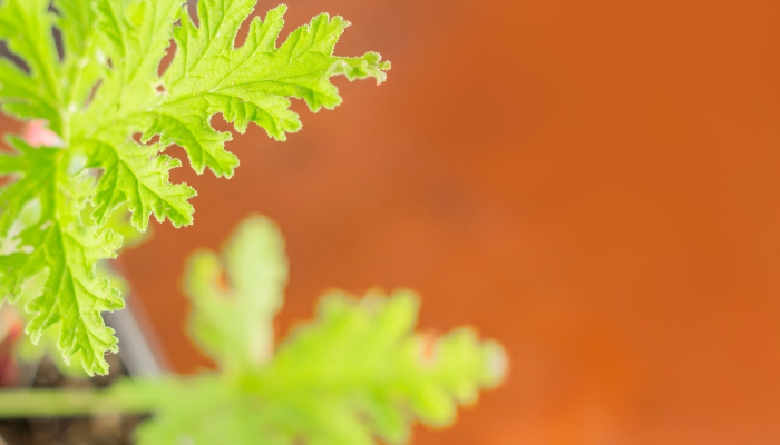 Citronella Plants
