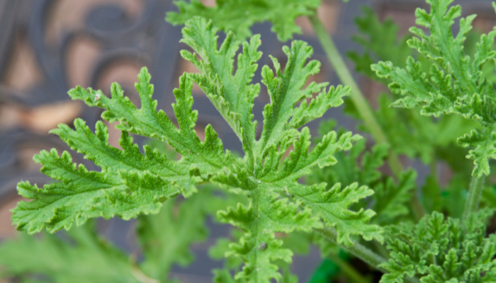 Citronella Plants