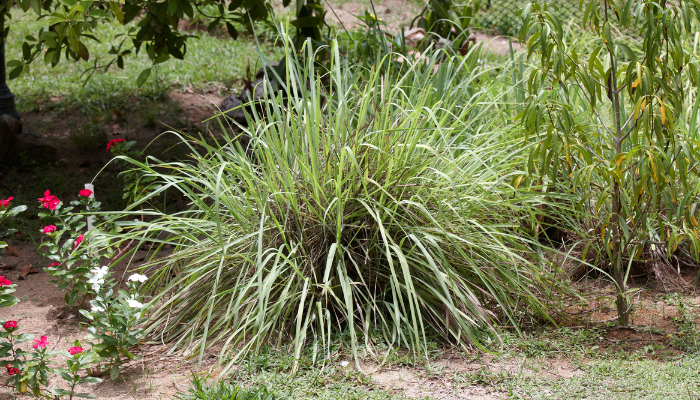 CITRONELLA PLANTS