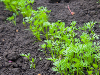 Carrots Look Like When They Sprout