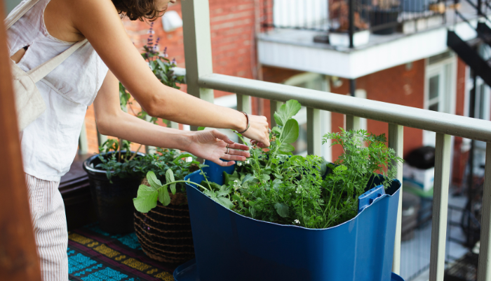 Best Balcony Plants