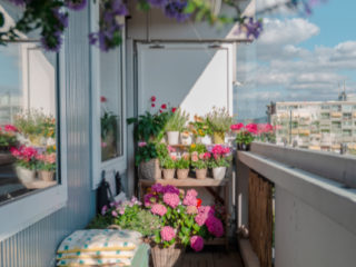 Best Balcony Plants