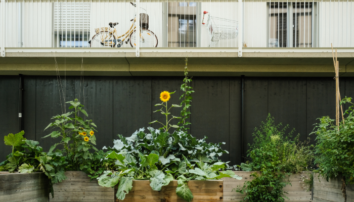Best Balcony Plants