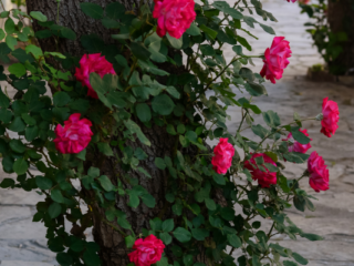 How to Grow Climber Rose Plants