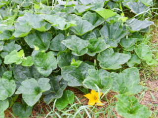 Growing Pumpkins
