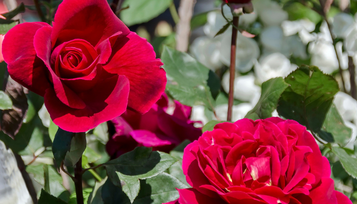 How Long Does It Take for a Rose to Grow