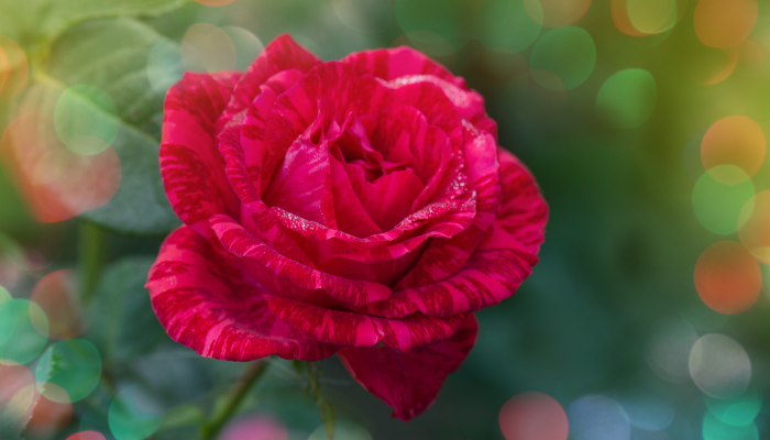 How Long Does It Take for a Rose to Grow