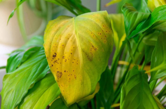  Plant Leaves Turning Yellow