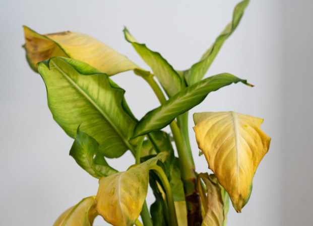 Plant Leaves Turning Yellow