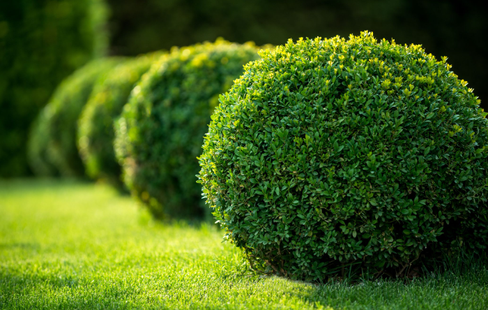Best Evergreen Plants