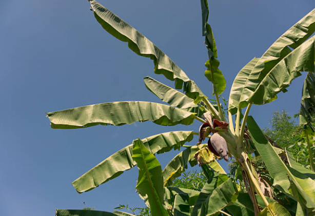 Pruning Your Banana Tree