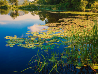 Best Plants For Ponds