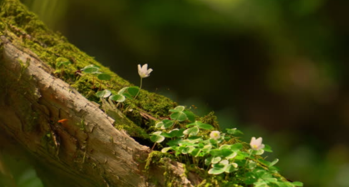 Blooming Moss Plants