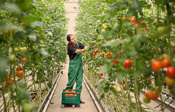 Growing Tomatoes in Greenhouse