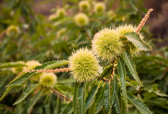 where can chestnut trees grow