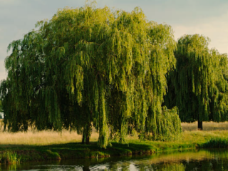 Willow Trees Species