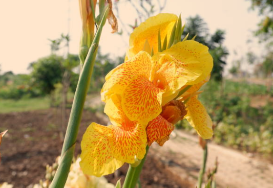 Canna Lily Plant Height