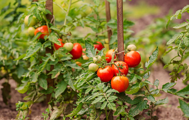 Growing Tomatoes in Greenhouse