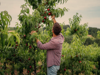 Nectarine Fruit Tree