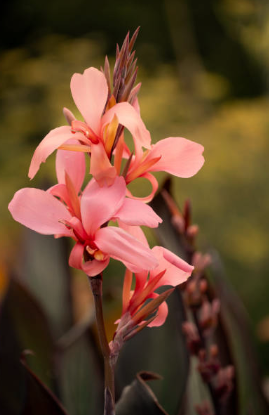 Canna Lily Plant Height