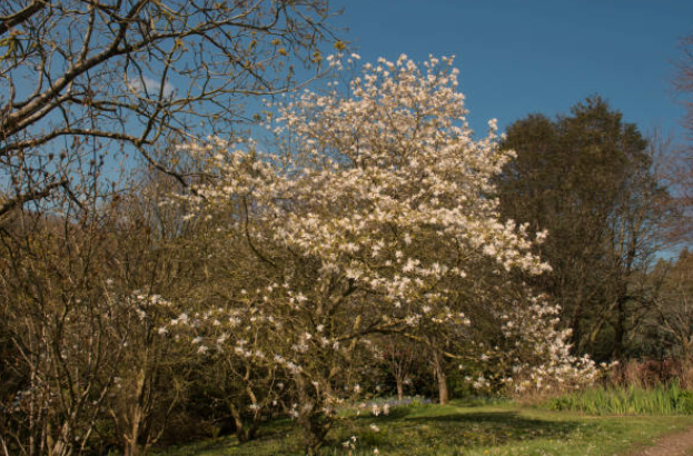 Star Magnolia Tree Care