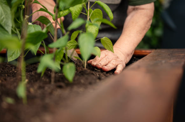 Raised Garden Plant Layout