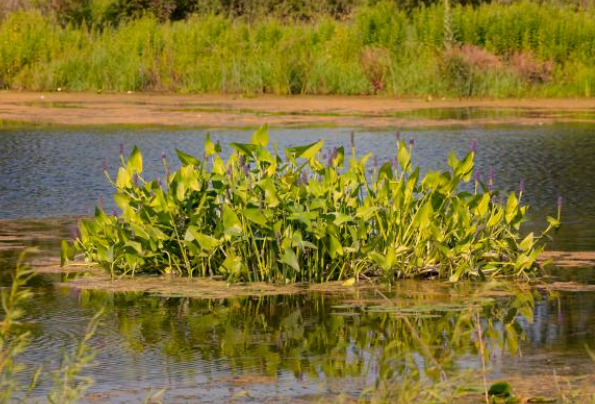 Pickerel Rush