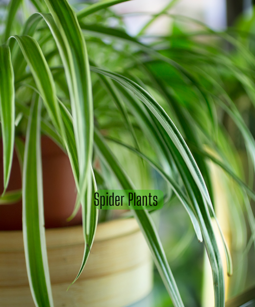 Are Spider Plants Poisonous