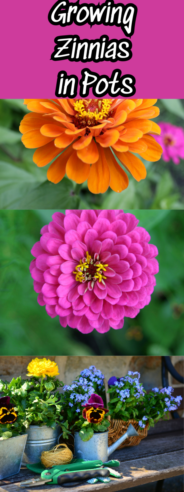 Growing Zinnias in Pots
