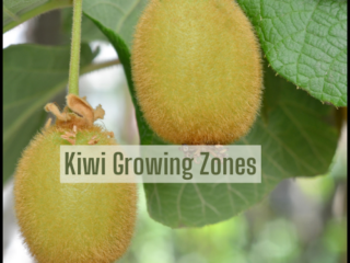 Kiwi Growing Zones