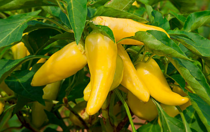 Hungarian Wax Peppers vs Banana Peppers