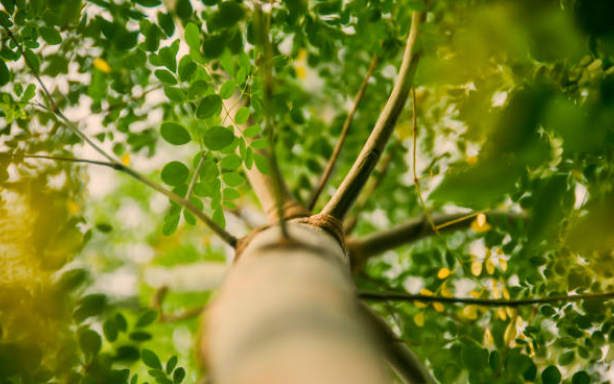 Moringa Tree of Life