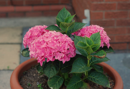 Hydrangea Plants