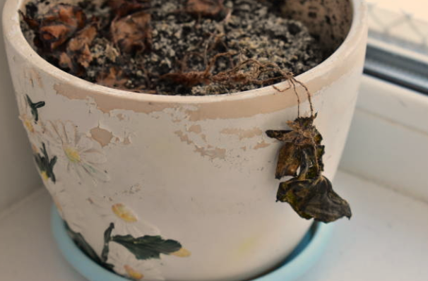 Tiny White Bugs in Soil Indoor Plants