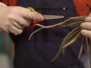 Aloe Plant Cut