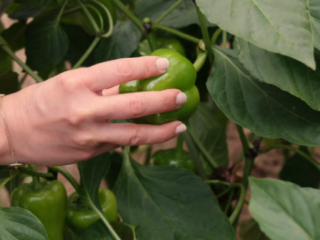 diseases of bell pepper plants