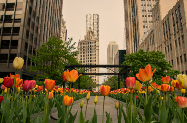 Growing Zone St. Louis