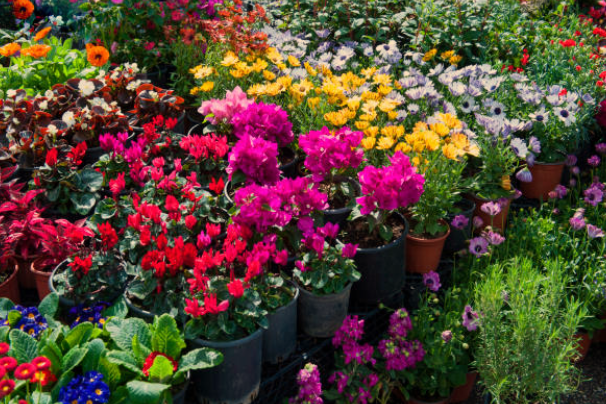 growing zinnia flowers