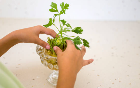 Growing Celery in Water