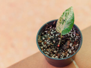 Tiny White Bugs in Soil Indoor Plants