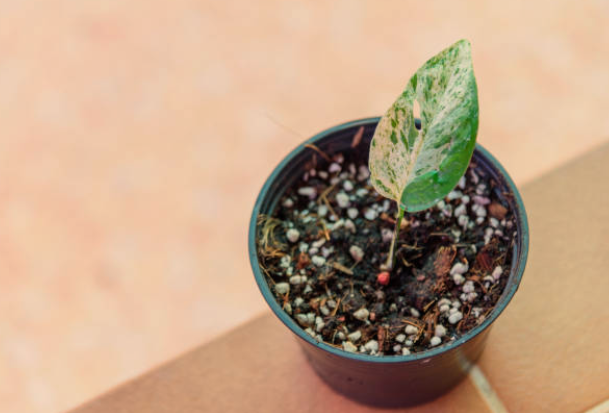 Tiny White Bugs in Soil Indoor Plants