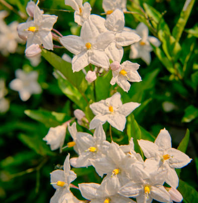  Angel Wing Jasmine Plant