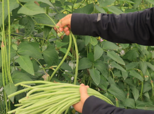 grow long beans