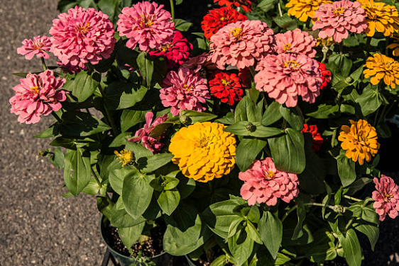 growing zinnia flowers
