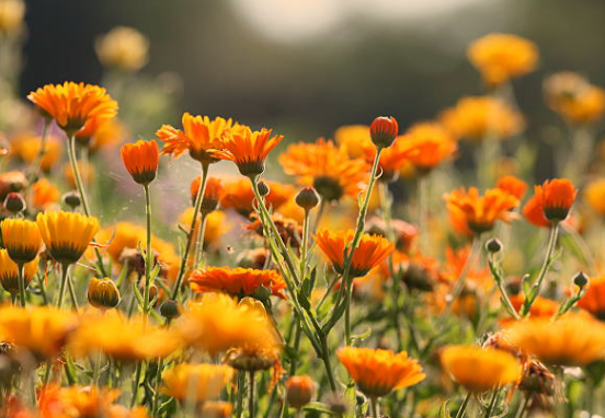 Calendulas